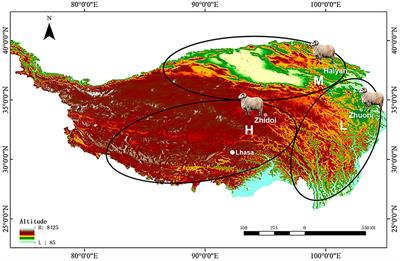 Physiology and Transcriptomics Analysis Reveal the Contribution of Lungs on High-Altitude Hypoxia Adaptation in Tibetan Sheep